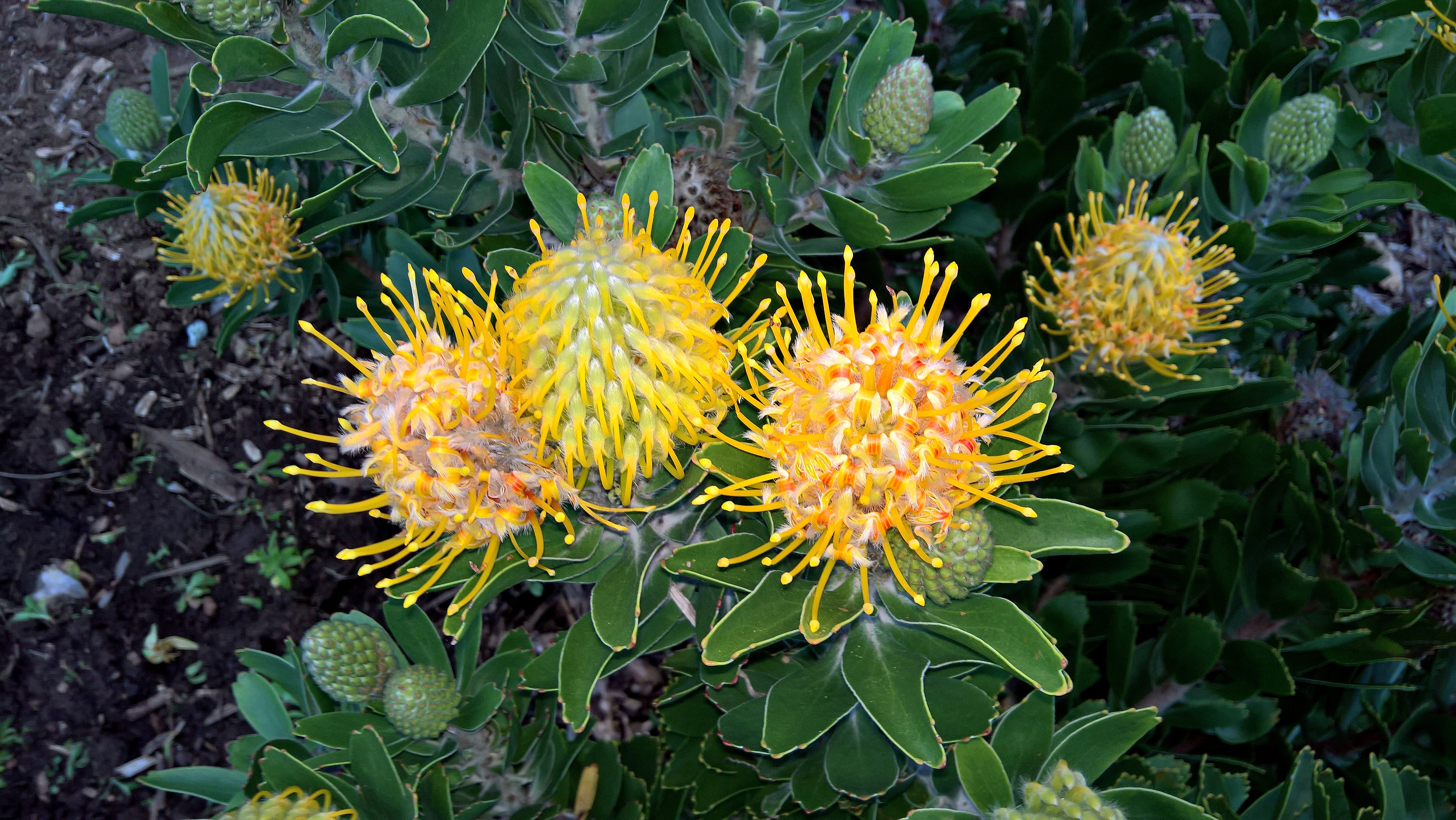 Protées pelote d’épingles jaunes  (Yellow Pincushion protea, Leucospermum Cordifolium)
